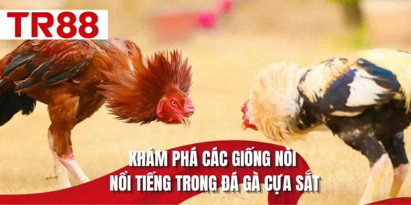 Khám phá các giống nòi nổi tiếng trong đá gà cựa sắt